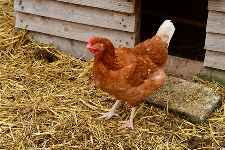 Sagy; France - june 3 2019 : hen in the Ferme de la Coutureのeditorial素材