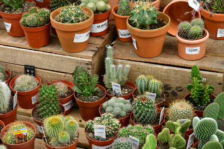 Saint Cyr l Ecole; France - june 16 2019 : garden centerのeditorial素材