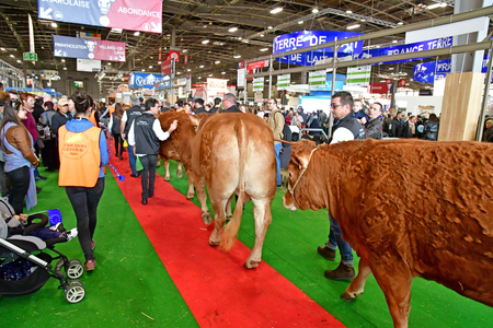 Paris; France - february 24 2019 : cow in the Paris International agricultural show, the largest and important one in Europeのeditorial素材