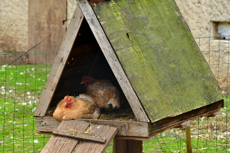 Sagy; France - june 3 2019 : hen in the Ferme de la Coutureのeditorial素材