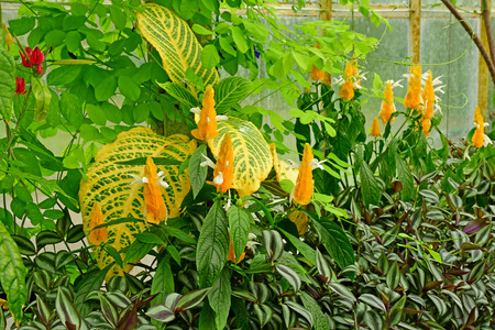 London; Kew, England - may 5 2019 : waterlilly house in the Kew Royal Botanic Gardensのeditorial素材