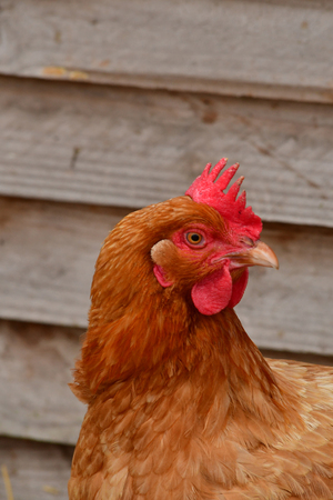 Sagy; France - june 3 2019 : hen in the Ferme de la Coutureのeditorial素材