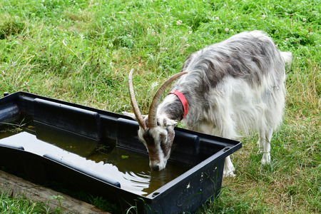 Jouy le Moutier; France - september 4 2019 : goat in the Ecancourt Farmのeditorial素材