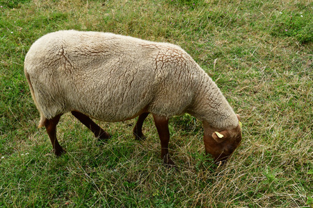 Jouy le Moutier; France - september 4 2019 : sheep in the Ecancourt Farmのeditorial素材