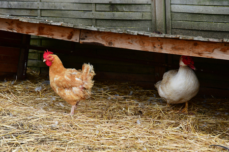 Sagy; France - september 6 2019 : poultry in a farmのeditorial素材