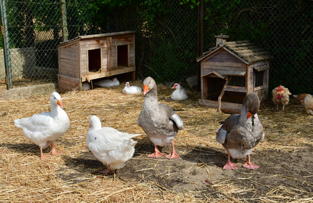 Sagy; France - september 6 2019 : poultry in a farmのeditorial素材
