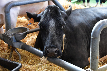 Paris; France - february 24 2019 : cow in the Paris International agricultural show, the largest and important one in Europeのeditorial素材