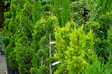 Saint Cyr l Ecole; France - june 16 2019 : garden centerのeditorial素材