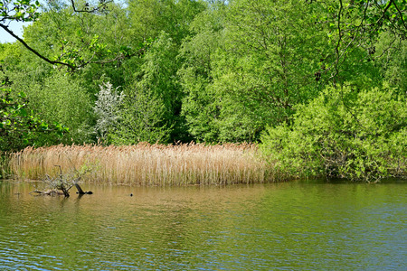 London; Hampstead, England - may 5 2019 : pond in the Hampstead Heath parkのeditorial素材
