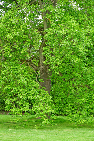 London; Kew, England - may 5 2019 : the Kew Royal Botanic Gardensのeditorial素材