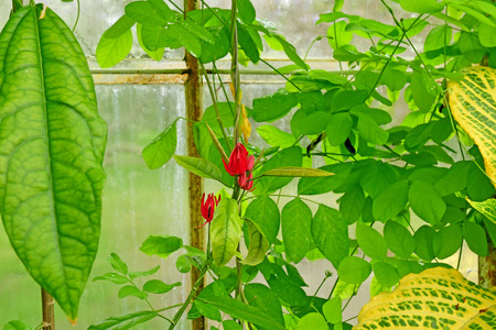 London; Kew, England - may 5 2019 : waterlilly house in the Kew Royal Botanic Gardensのeditorial素材