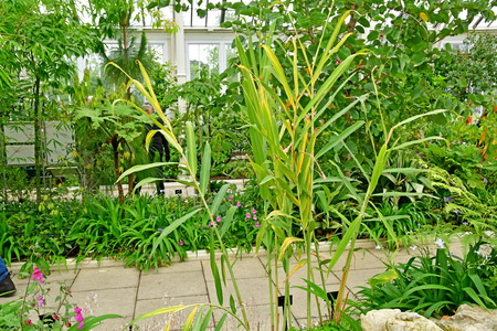 London; Kew, England - may 5 2019 : temperate house in the Kew Royal Botanic Gardensのeditorial素材