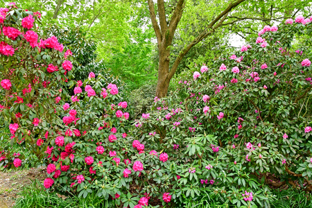 London; Kew, England - may 5 2019 : the Kew Royal Botanic Gardensのeditorial素材