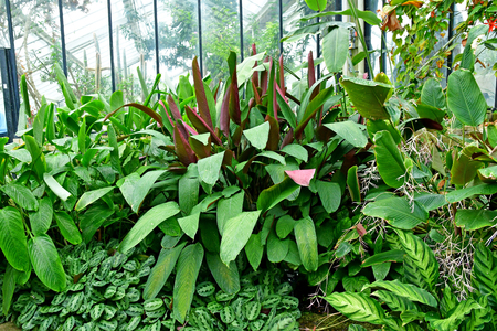 London; Kew, England - may 5 2019 : Princess of Wales Conservatory in the Kew Royal Botanic Gardensのeditorial素材