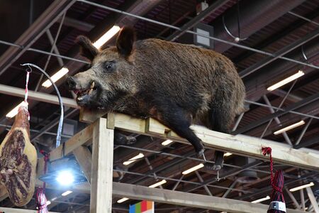 Paris; France - february 24 2019 : wild boar at the Paris International agricultural show, the...