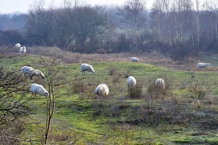Leffrinckoucke, France - january 26 2020 : sheeps on the dunesのeditorial素材