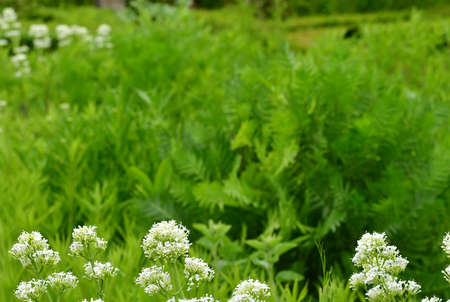Villarceaux, France - june 9 2019 : medicinal plants garden in the historical castle