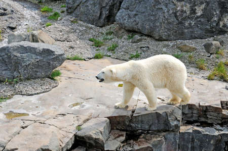 Quebec; Canada- june 25 2018 : bear in the Zoo sauvage de Saint FÃ©licienのeditorial素材