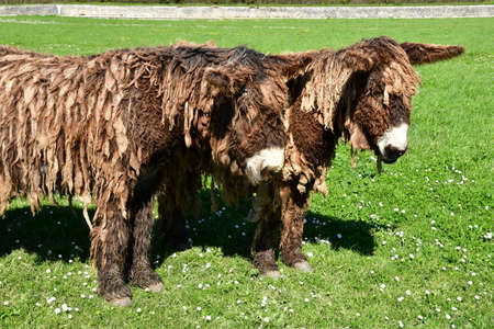 Saint Martin de Re, Ile de Re,France - march 13 2020 : donkey in a meadowのeditorial素材