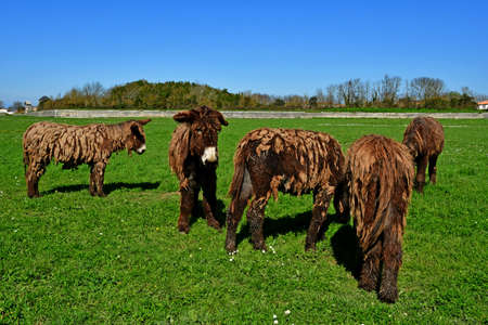 Saint Martin de Re, Ile de Re,France - march 13 2020 : donkey in a meadowのeditorial素材