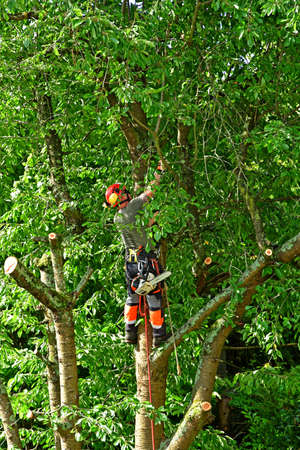 Verneuil sur Seine; France - june 22 2020: a gardener is pruning a cherry tree