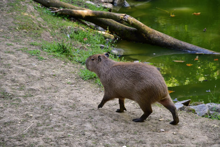 Saint Aignan; France - july 12 2020: a patagonian mara in the zoological park of Beauvalのeditorial素材