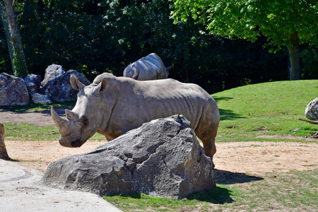 Saint Aignan; France - july 12 2020: rhinoceros in the zoological park of Beauvalのeditorial素材