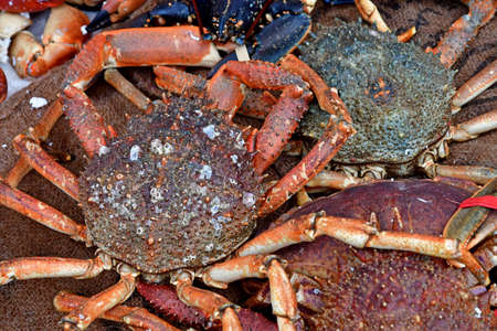Cancale; France - September 7 2020: crustacean in fish shopのeditorial素材