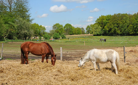 Boisemont, France - April 3 2017: horses in a fieldのeditorial素材