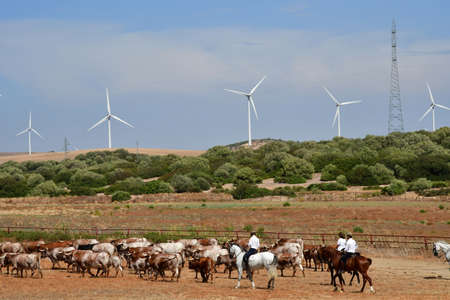Medina Sidonia; Spain - August 28 2019: the Acampo Abiertoのeditorial素材
