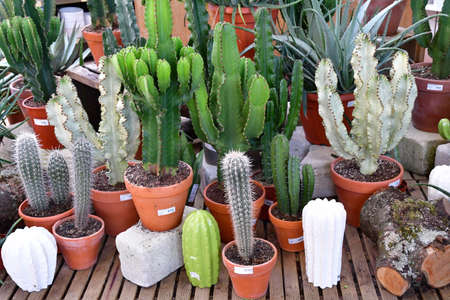 Saint Cyr the School; France - february 28 2021: cactus in Les Fermes de Gally, a famous garden centerのeditorial素材