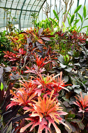 Paris; France - july 8 2021: the Auteuil greehouses garden created in 1898のeditorial素材
