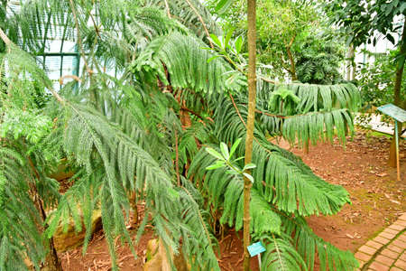 Paris; France - July 8 2021: the Auteuil greehouses garden created in 1898のeditorial素材