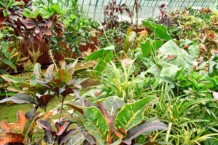Paris; France - July 8 2021: the Auteuil greehouses garden created in 1898のeditorial素材
