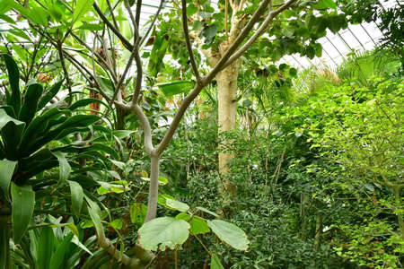 Paris; France - july 8 2021: the Auteuil greehouses garden created in 1898のeditorial素材