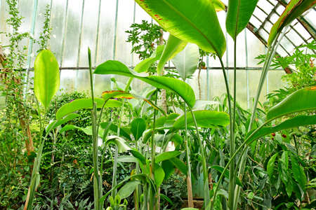 Paris; France - july 8 2021: the Auteuil greehouses garden created in 1898のeditorial素材