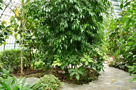 Paris; France - july 8 2021: the Auteuil greehouses garden created in 1898のeditorial素材