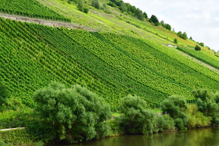 Moselle valley; Briedel, Germany- August 11 2021: the valley of vineyard