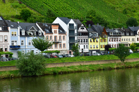 Moselle valley; Zell, Germany- August 11 2021: the valley of vineyardの写真素材