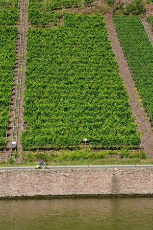Moselle valley; Briedern, Germany- august 11 2021: the valley of vineyardの写真素材