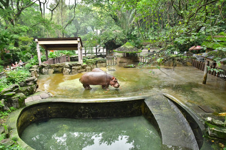 Chongqing; China - November 6 2024: hippopotamus in the zooのeditorial素材