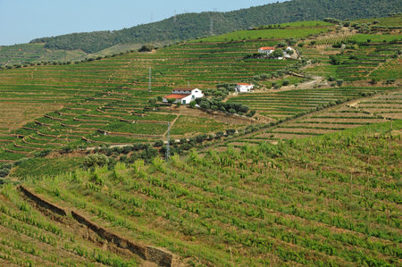 Douro valley, Portugal - July 3 2010: the picturesque landscapeのeditorial素材