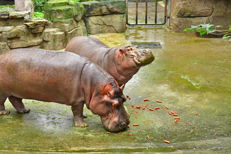 Chongqing; China - November 6 2024: hippopotamus in the zooのeditorial素材