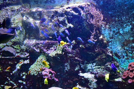 Saint-Malo; France - July 30 2023: the Grand Aquariumのeditorial素材