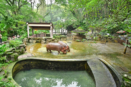 Chongqing; China - November 6 2024: hippopotamus in the zooのeditorial素材
