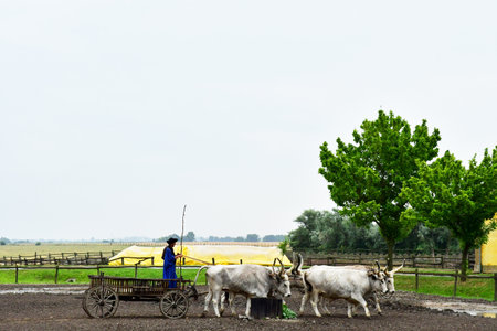 Kalocsa, Hungary - June 26 2023: horse show in the park of Kiskunsagのeditorial素材