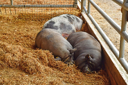 Saint Cyr l Ecole; France - August 4 2023: the educational Gally farmのeditorial素材
