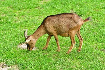 Saint Cyr l Ecole; France - August 4 2023: goat in the educational Gally farmのeditorial素材