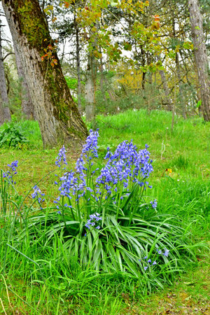 Le Touquet Paris Plage; France - April 20, 2024: the Parc des Pins in the picturesque seaside cityのeditorial素材