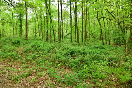 Sille le Guillaume; France - May 2 2023: the campsite in the forestのeditorial素材